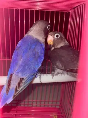 African Lovebirds