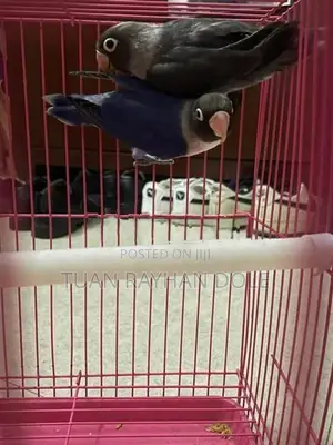 African Lovebirds