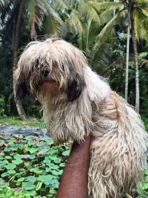 Shih Tzu Puppies