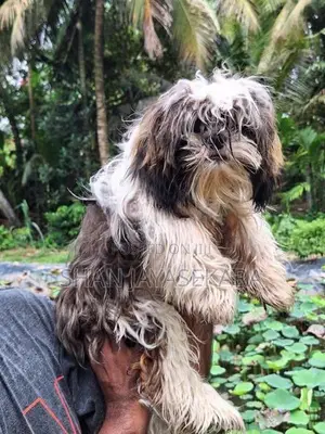 Shih Tzu Puppies
