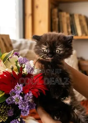 Persian Cat