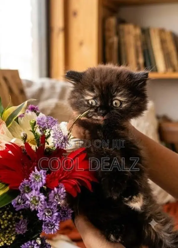 Persian Cat