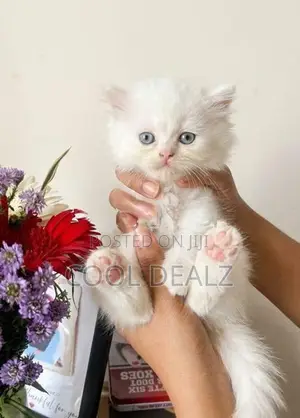 Persian Cat