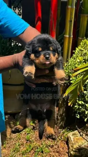 Rottweiler Puppies