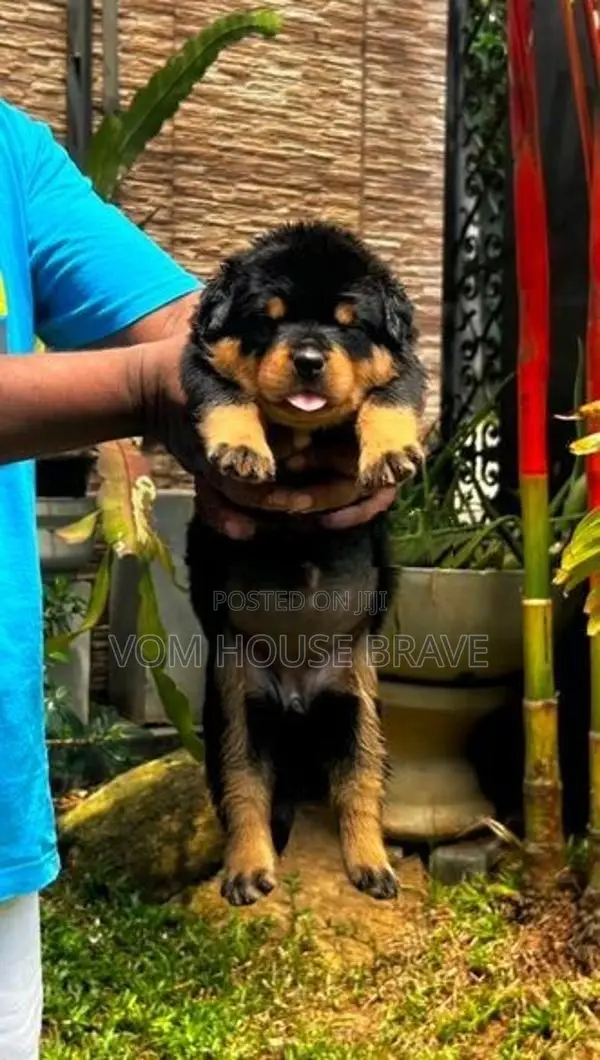 Rottweiler Puppies