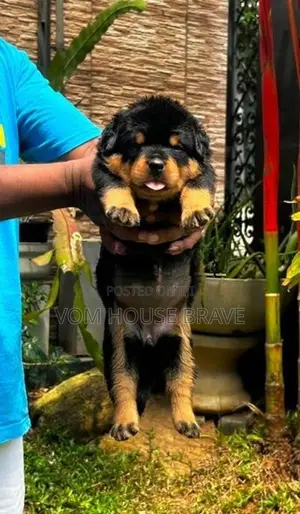 Rottweiler Puppies