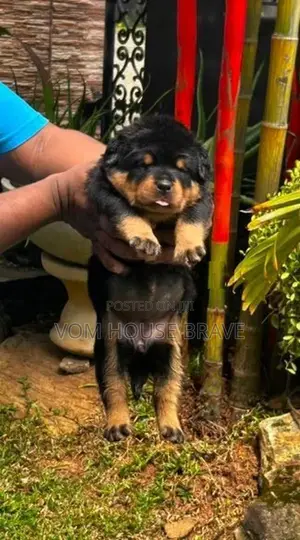 Rottweiler Puppies