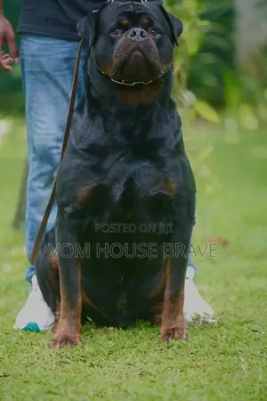 Rottweiler Puppies