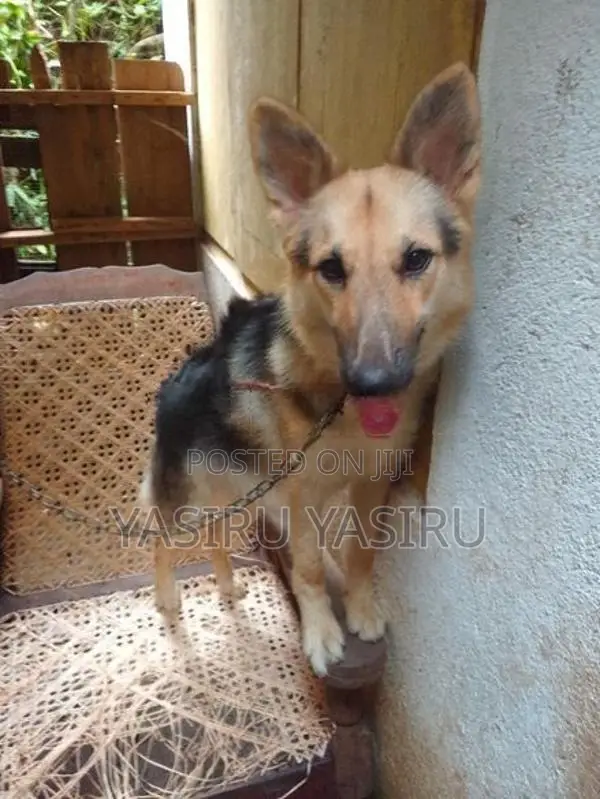 German Shepherd Puppy