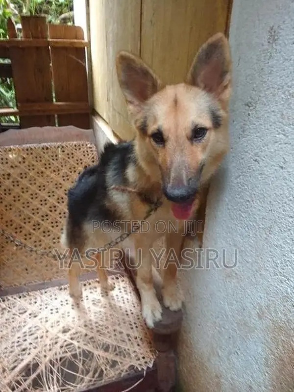 German Shepherd Puppy
