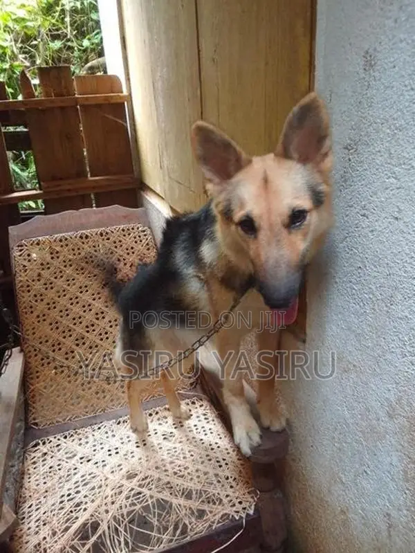 German Shepherd Puppy