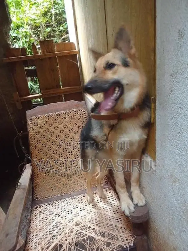German Shepherd Puppy