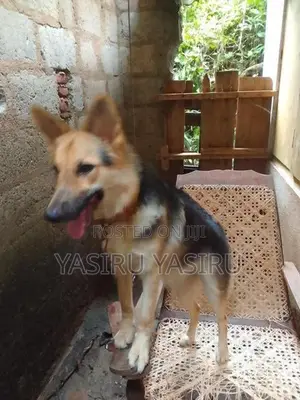 German Shepherd Puppy