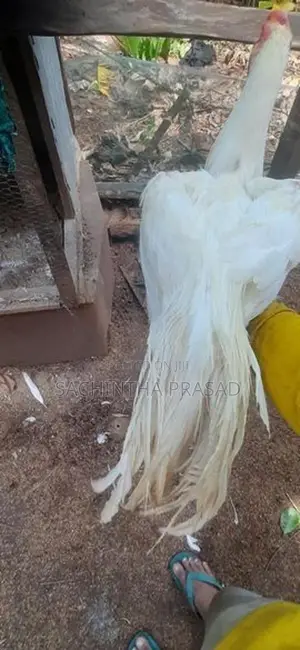 Parrot Beak Rooster