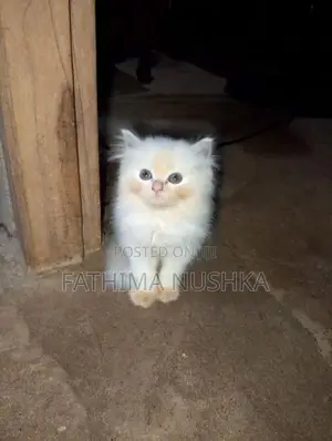 Persian Cat