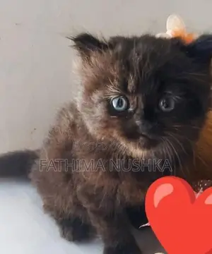 Persian Cat