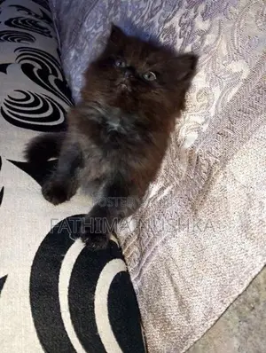 Persian Cat