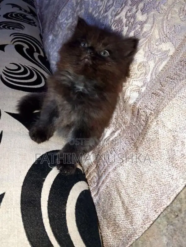 Persian Cat