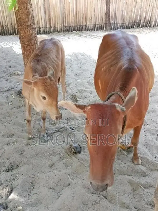 Farm Cow