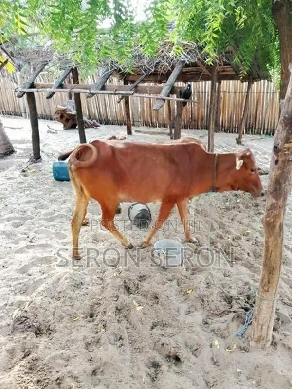 Farm Cow