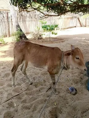 Farm Cow