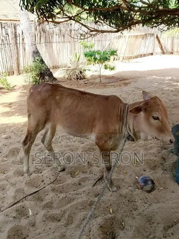 Farm Cow