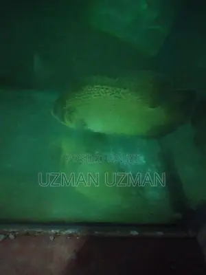 Oscar Copper Fish
