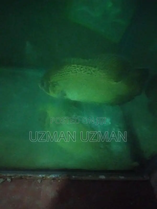 Oscar Copper Fish