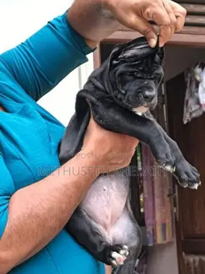 American Bully Puppy