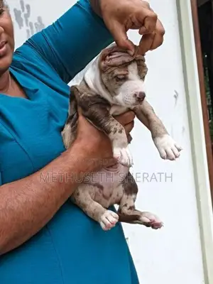 American Bully Puppy