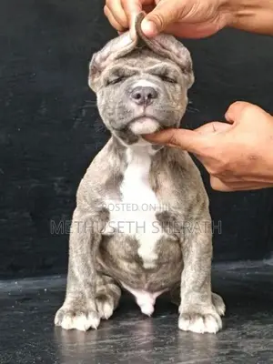 American Bully Puppy
