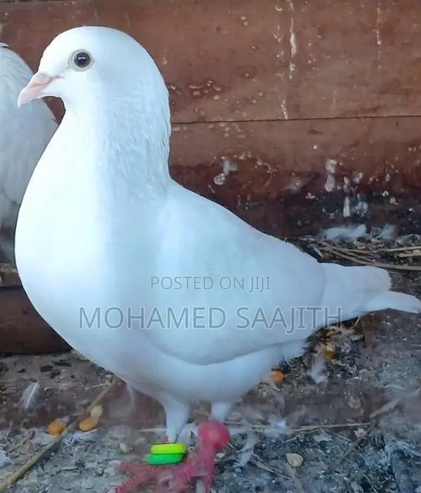 Pigeon