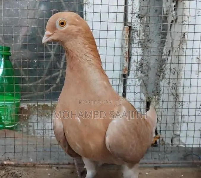 Pigeon