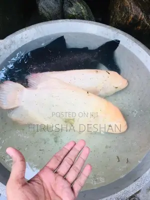 Giant Gourami Couple
