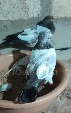 Pigeons