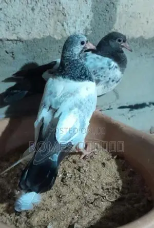 Pigeons