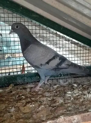 Pigeons