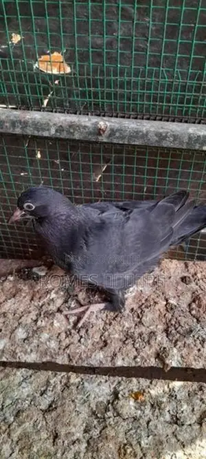 Pigeons