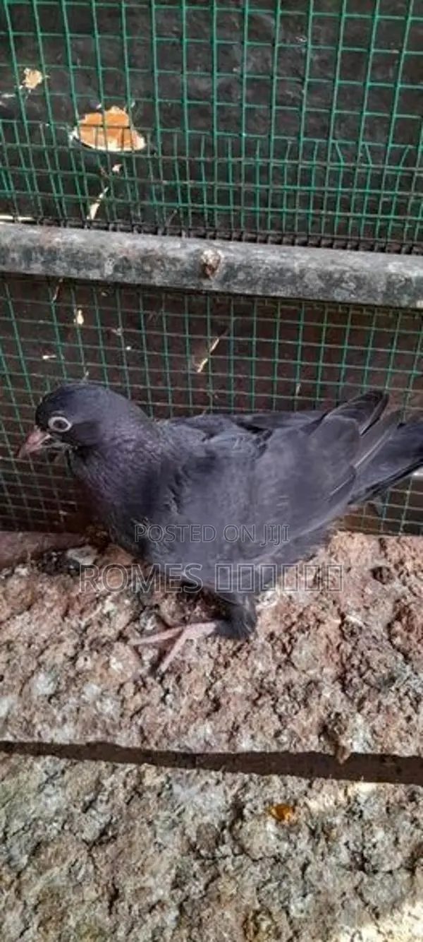 Pigeons