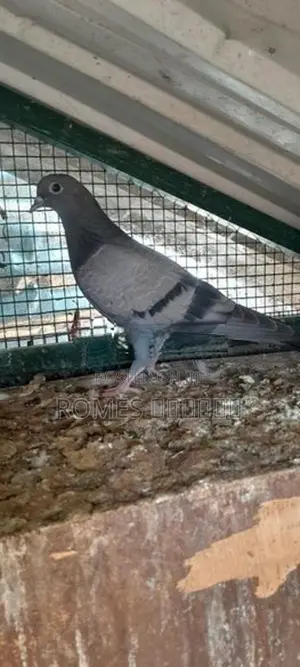 Pigeons
