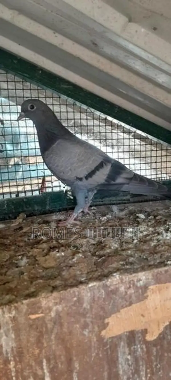 Pigeons