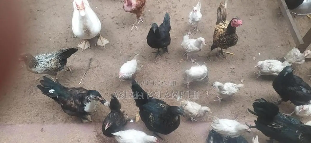 நாட்டு கோழி