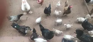 நாட்டு கோழி