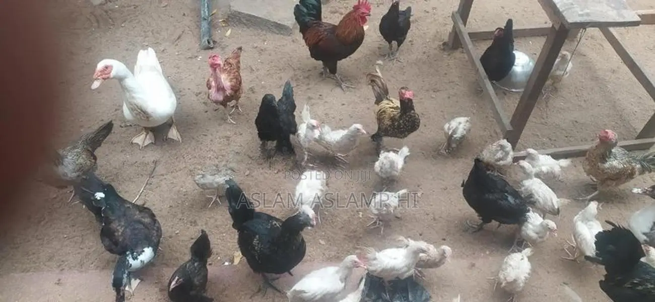 நாட்டு கோழி
