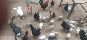 நாட்டு கோழி