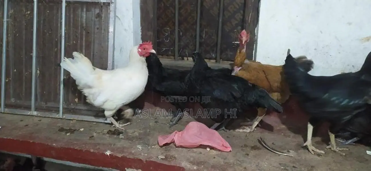 நாட்டு கோழி