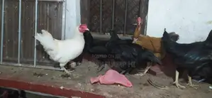 நாட்டு கோழி