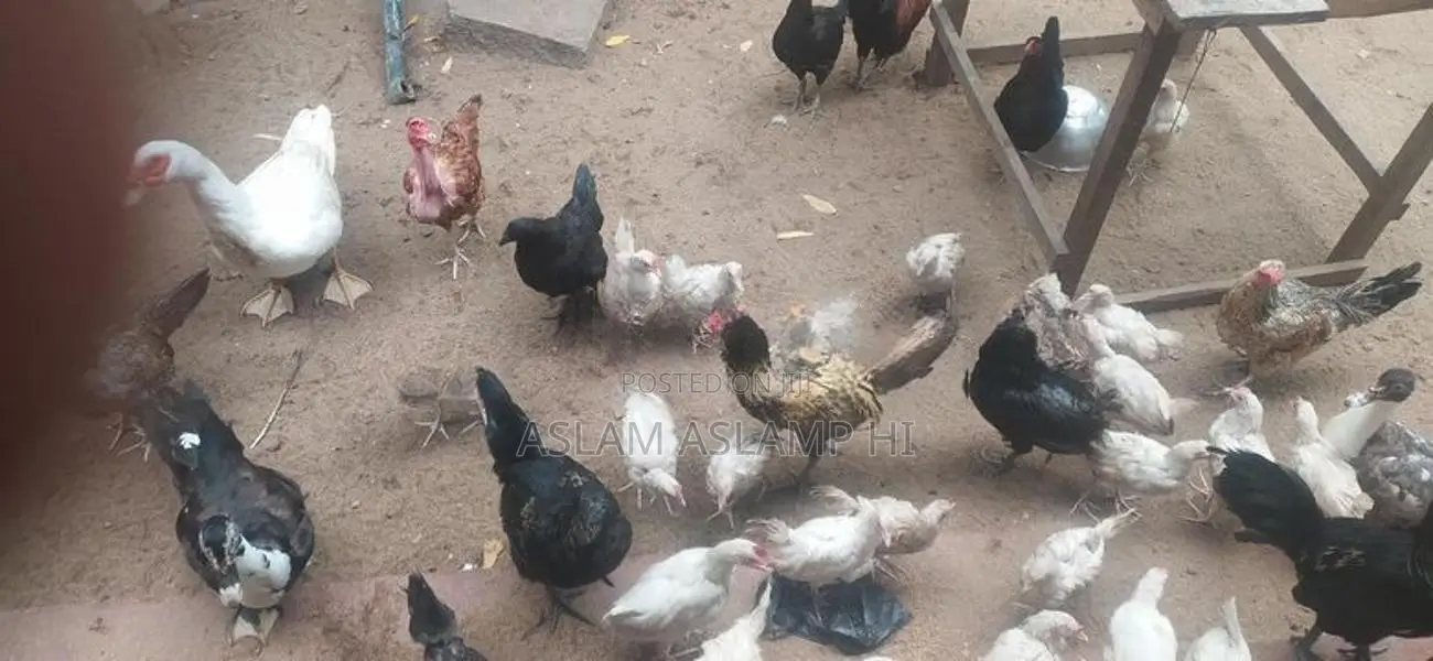 நாட்டு கோழி
