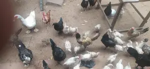 நாட்டு கோழி