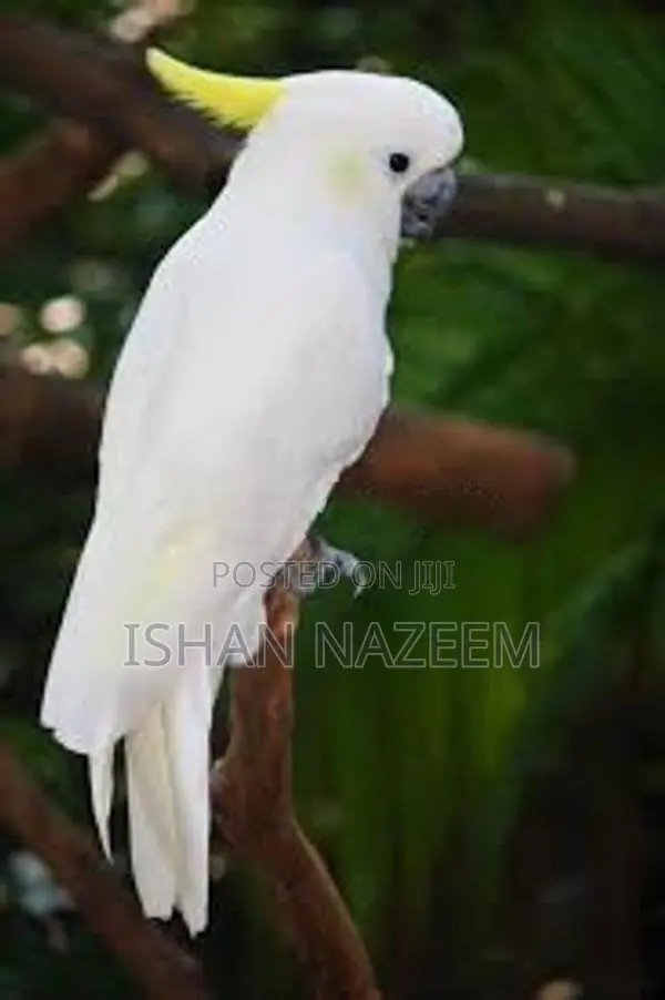 Greater Sulfur cockatoo